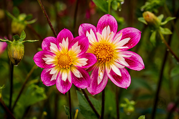 Triple Wren Farms Dahlias Sept 2020-8538