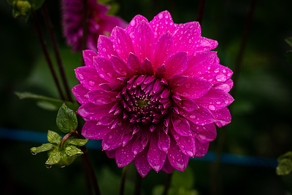Triple Wren Farms Dahlias Sept 2020-8542