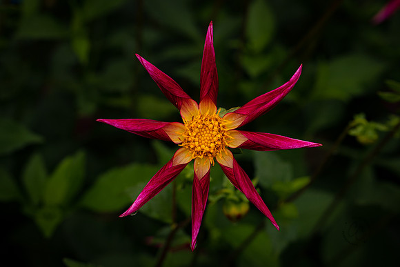 Triple Wren Farms Dahlias Sept 2020-8549