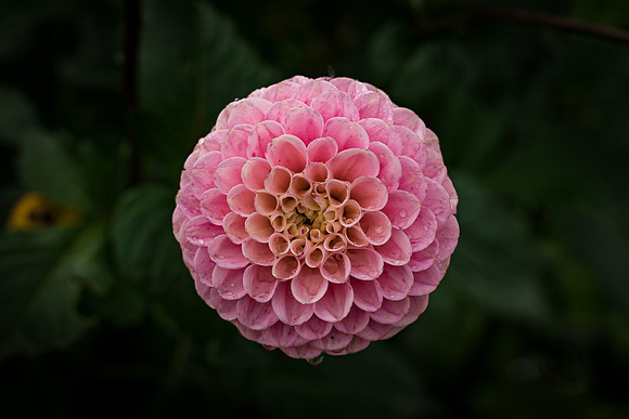 Triple Wren Farms Dahlias Sept 2020-8565