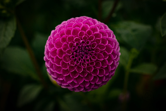 Triple Wren Farms Dahlias Sept 2020-8572