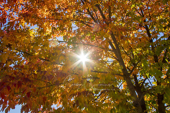 Fall Colors 2015-9428