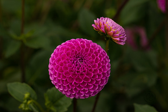Triple Wren Farms Dahlias Sept 2020-8575