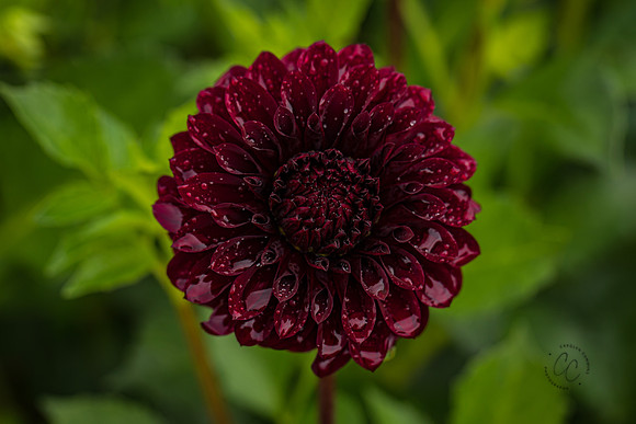 Triple Wren Farms Dahlias Sept 2020-8583