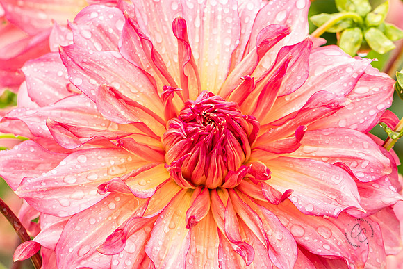 Triple Wren Farms Dahlias Sept 2020-8673