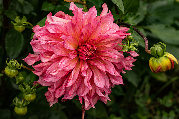 Triple Wren Farms Dahlias Sept 2020-8695