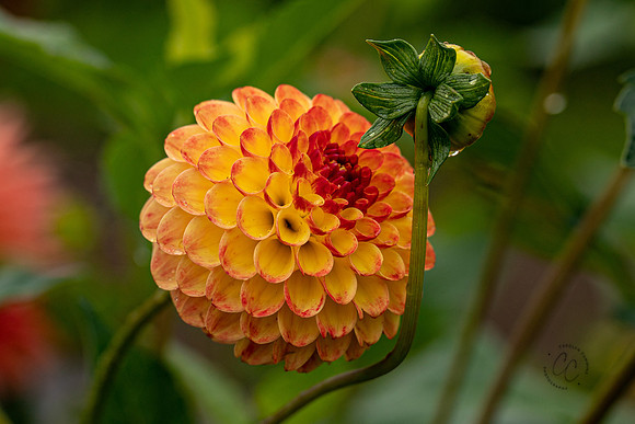 Triple Wren Farms Dahlias Sept 2020-8699