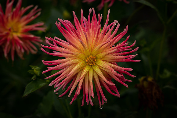Triple Wren Farms Dahlias Sept 2020-8710