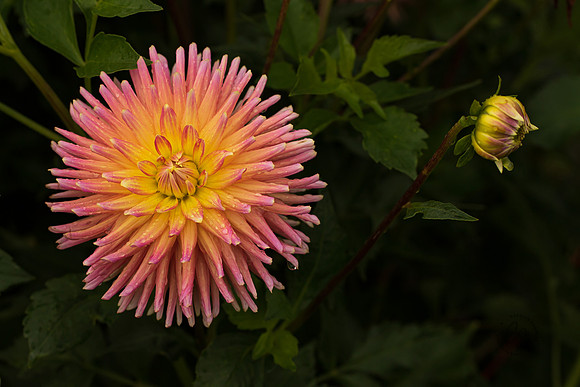 Triple Wren Farms Dahlias Sept 2020-8748