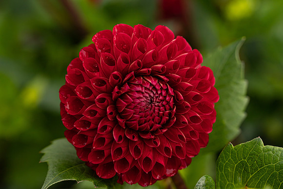 Triple Wren Farms Dahlias Sept 2020-8751