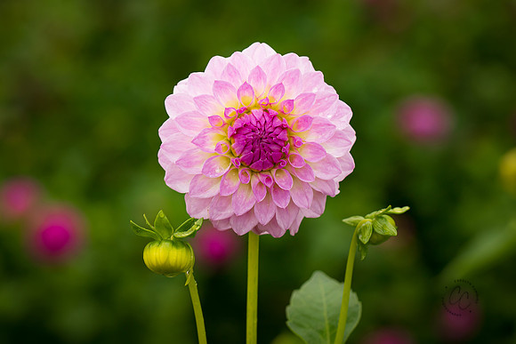 Triple Wren Farms Dahlias Sept 2020-8763