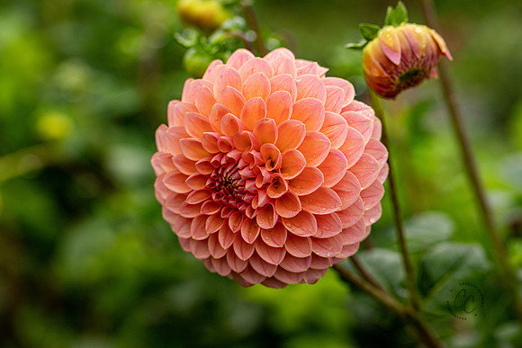 Triple Wren Farms Dahlias Sept 2020-8773
