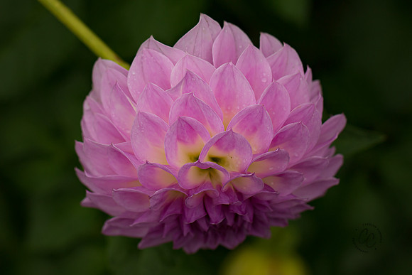 Triple Wren Farms Dahlias Sept 2020-8781