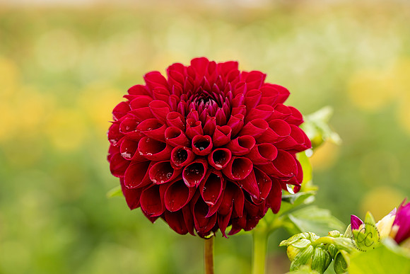 Triple Wren Farms Dahlias Sept 2020-8791