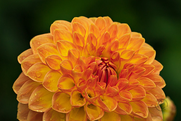 Triple Wren Farms Dahlias Sept 2020-8806