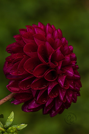 Triple Wren Farms Dahlias Sept 2020-8808