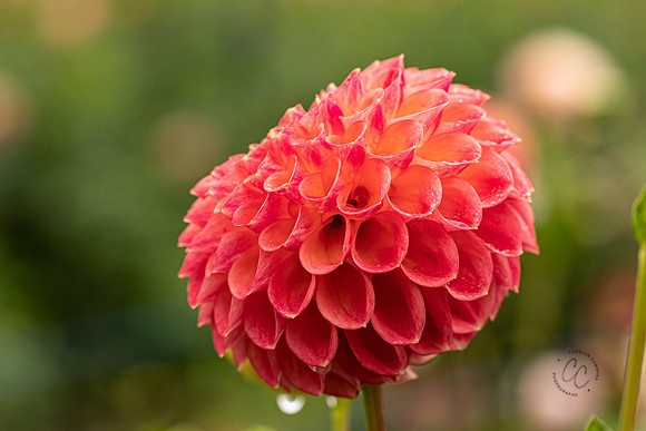 Triple Wren Farms Dahlias Sept 2020-8811