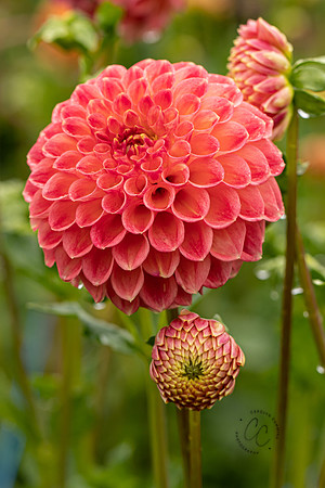 Triple Wren Farms Dahlias Sept 2020-8815