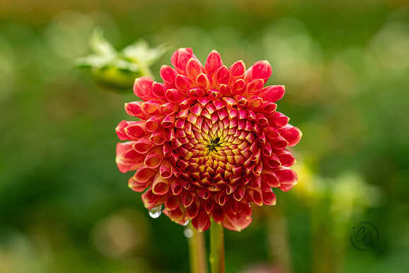 Triple Wren Farms Dahlias Sept 2020-8821