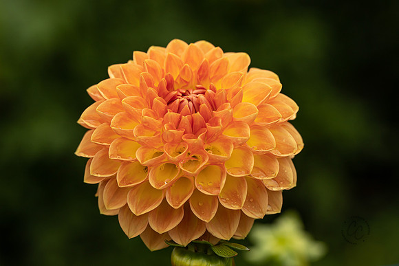 Triple Wren Farms Dahlias Sept 2020-8843