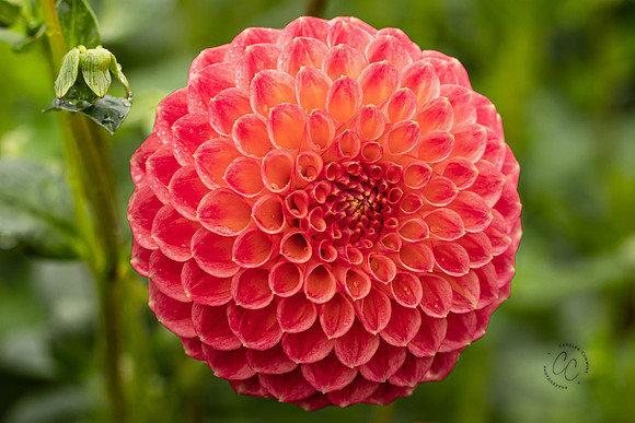 Triple Wren Farms Dahlias Sept 2020-8851
