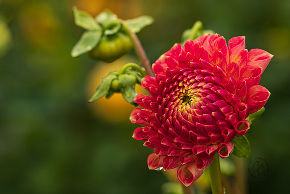 Triple Wren Farms Dahlias Sept 2020-8854