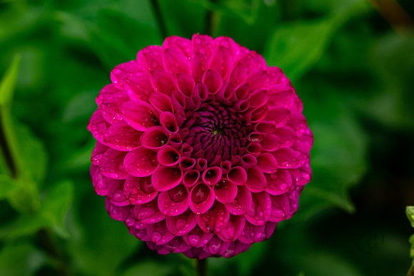 Triple Wren Farms Dahlias Sept 2020-8862