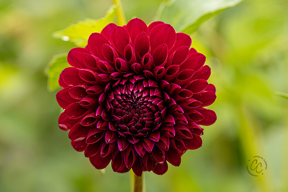 Triple Wren Farms Dahlias Sept 2020-8884