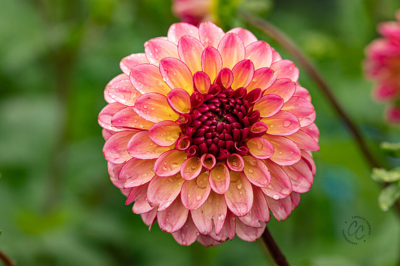 Triple Wren Farms Dahlias Sept 2020-8908