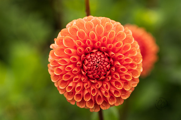 Triple Wren Farms Dahlias Sept 2020-8944