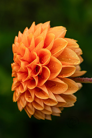 Triple Wren Farms Dahlias Sept 2020-8953