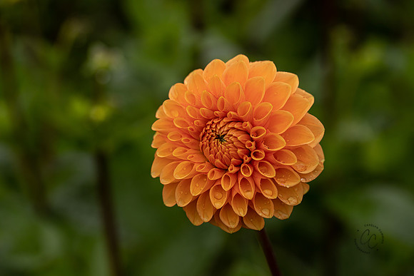 Triple Wren Farms Dahlias Sept 2020-8958