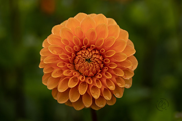 Triple Wren Farms Dahlias Sept 2020-8959