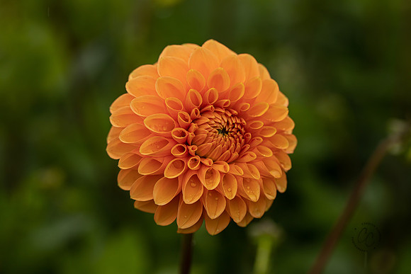 Triple Wren Farms Dahlias Sept 2020-8960