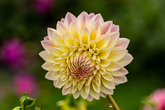 Triple Wren Farms Dahlias Sept 2020-8987