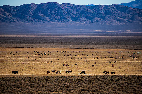 Utah-6733