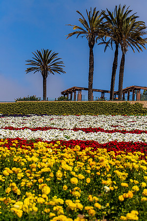 Carlsbad Flower Fields May 2022-0268