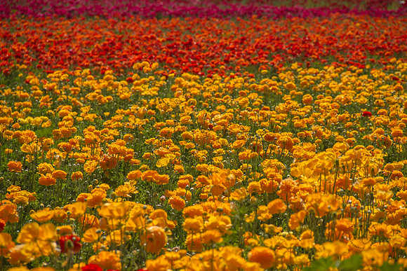 Carlsbad Flower Fields March 2017-9925
