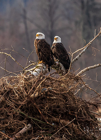 Eagles on the Nooksack December 2021-7080