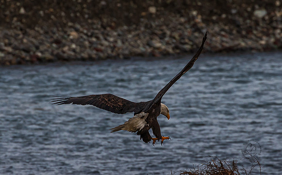 Eagles on the Nooksack December 2021-6979