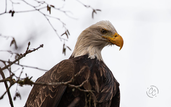 Eagles on the Nooksack December 2021-7002