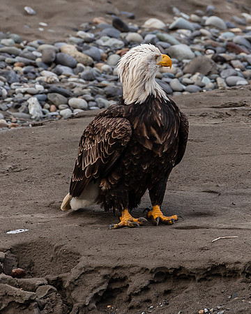 Eagles on the Nooksack December 2021-7007