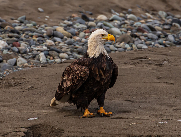 Eagles on the Nooksack December 2021-7010