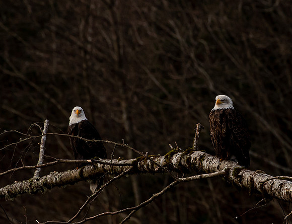 Eagles on the Nooksack December 2021-7121