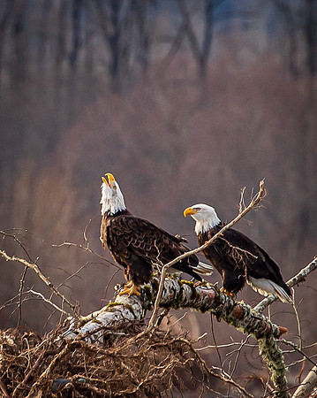 Eagles on the Nooksack December 2021-7150