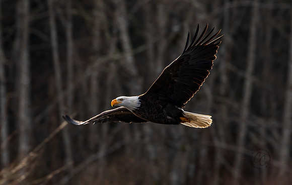 Eagles on the Nooksack December 2021-7163