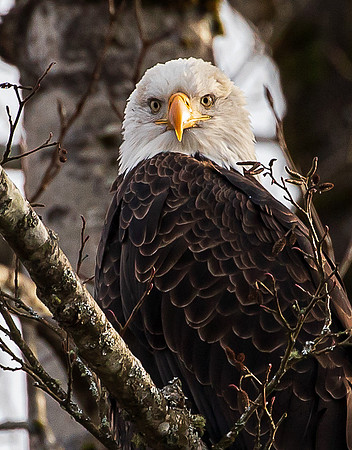 Eagles on the Nooksack December 2021-7190