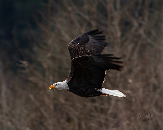 Eagles on the Nooksack December 2021-7167