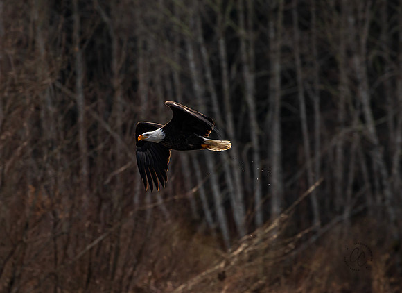 Eagles on the Nooksack December 2021-7164