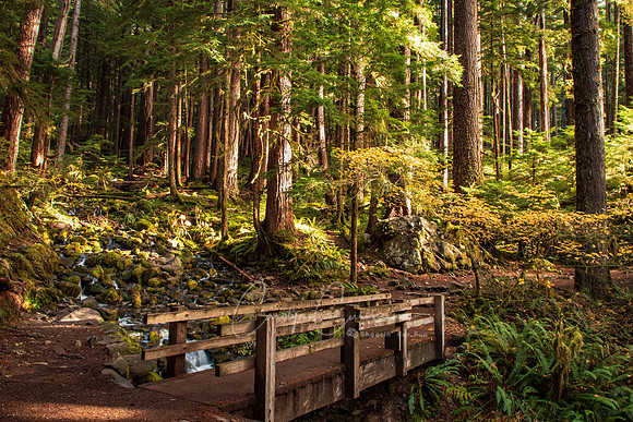 SolDuc Falls Olympic Peninsula Oct 2020-0817